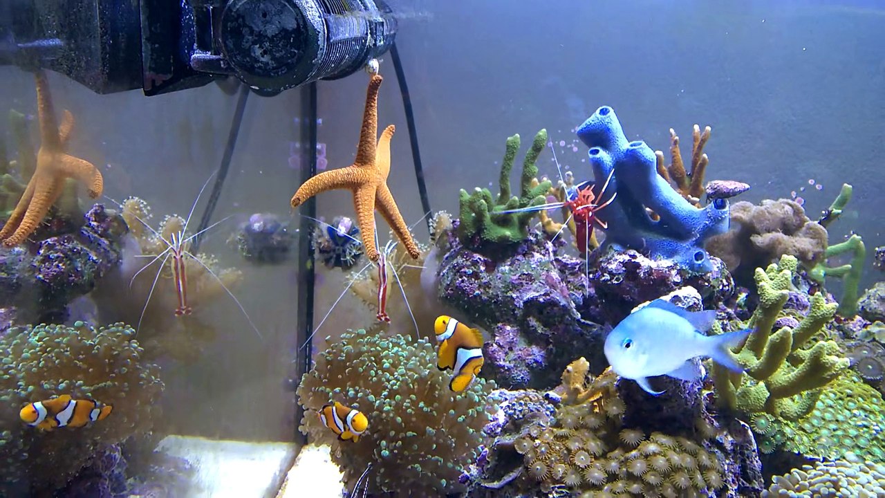 Etoile des mers fromia en pleine cascade !