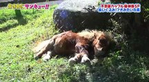 トコトン掘り下げ隊！生き物にサンキュー！！【仲良し動物SP】 2015年11月11日