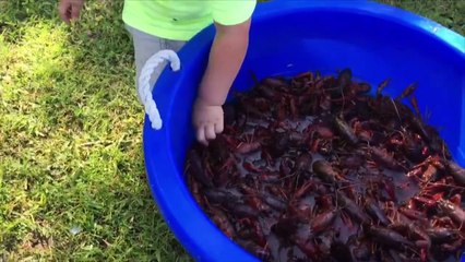 Little Boy Tries To Eat A Live Crab