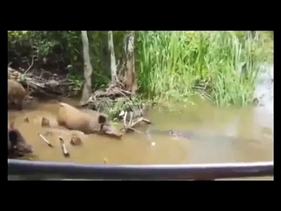 Crocodile Attack Warthog ✰Amaizing Video +18
