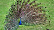 Peacocks Are Becoming Less Popular With Zoos