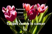 Plantation Tulipes contre le cancer