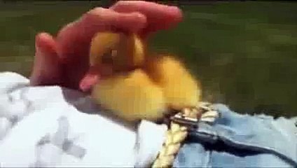 Cute duckling falling asleep - YouTube