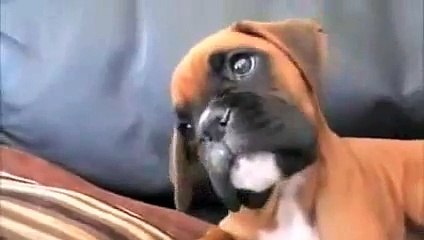 Dad Puts Mom On Speakerphone Now Watch Their Puppy’s Reaction… - YouTube