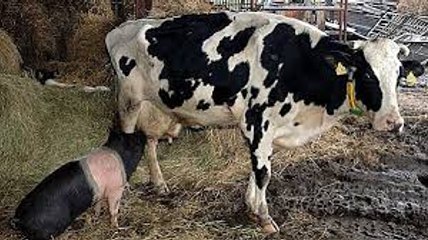 Amazing snake eat a Big Cow