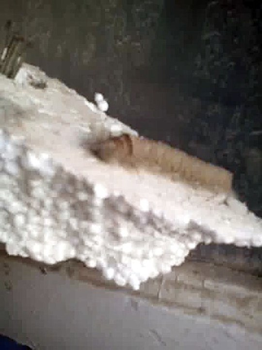 General Insect