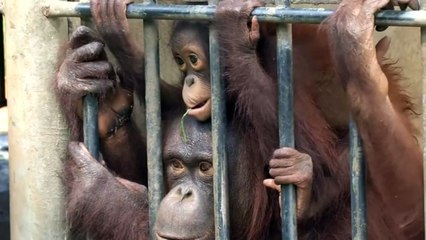 Smuggled orangutans sent back to Indonesia