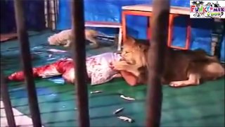 OMG Shocking Circus Lion Attacks On Man