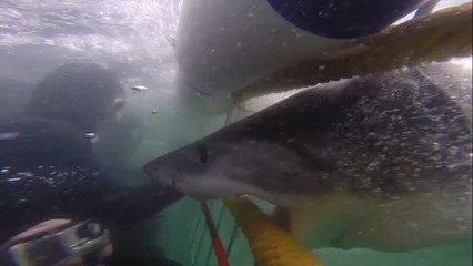 Buceador fue atacado por un tiburón blanco