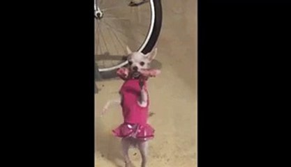 America's Funniest Home Videos_6 - vidéo Dailymotion