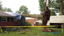 Tree Removal by Arborist