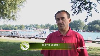 Kakav je ovogodišnji rod i kvalitet krompira u Srbiji?_420_03.10.2015.
