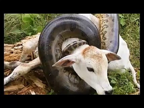 Anaconda Snake Eating A Cow