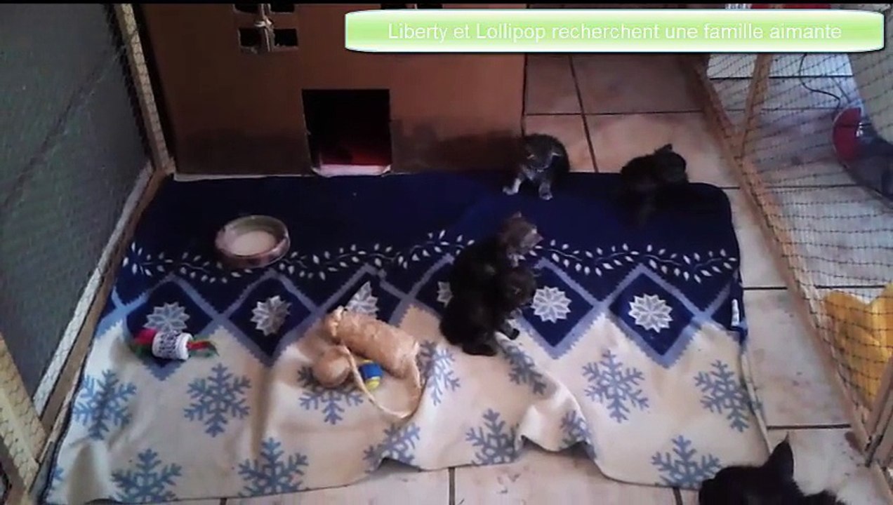 Elevage de la Chaboterie, Chatons Maine Coon 2015