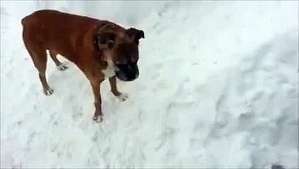 Dog tricks puppy not once, but twice! - YouTube