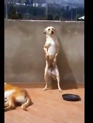 I think dog has an itchy back