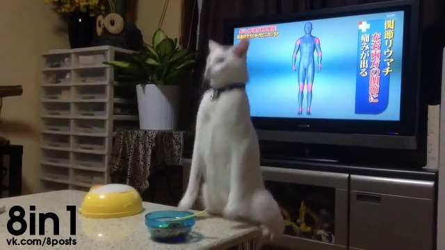 Кот ходит на задних лапах