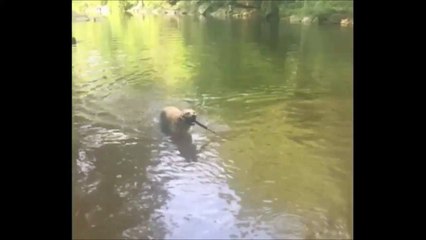 Ce chien a trouvé un bug dans la matrice