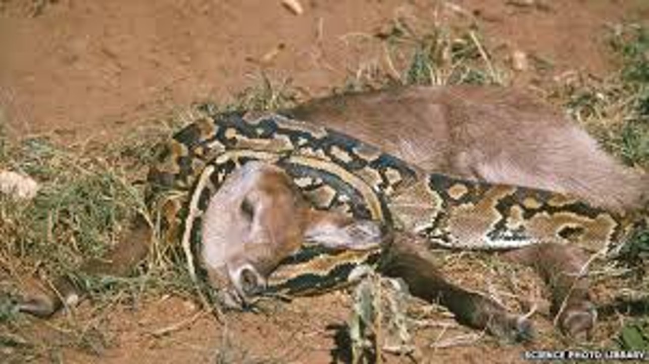 Python vs Alligator