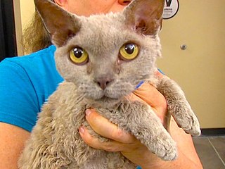 4 Scientific Reasons to Adopt a Pet