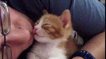 Yavru Kedinin Aşırı Tatlı Şekilde Uykuya Dalışı