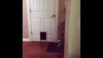 Kendi Kapısını Kendi Açan Kedi
