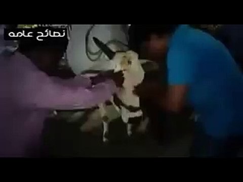 شاهد الهنود وهم يعبدون البقر لا اله الا الله الحمد لله علي نعمة الاسلام