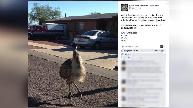 Police chase gang of emus around Arizona, home of the 'Llamas on the loose'