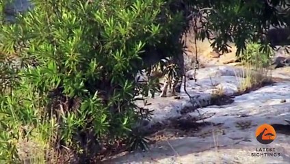 Adorable! Leopard & Cub Crossing The Sabie River