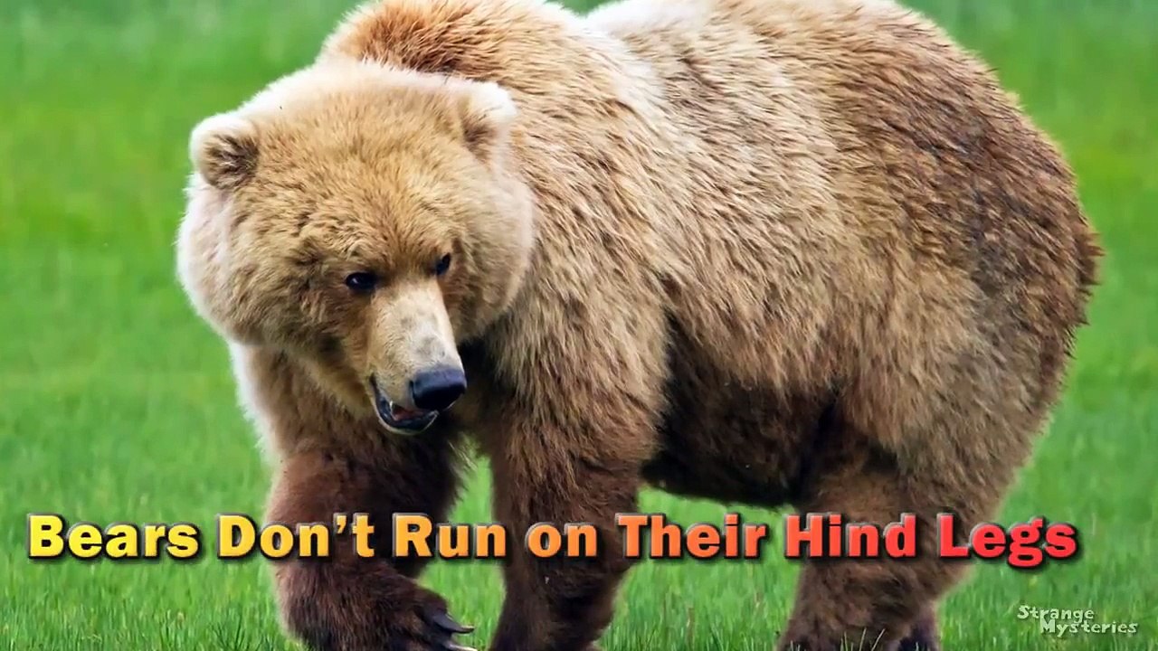 CLOSEUP of Bigfoot on Camera