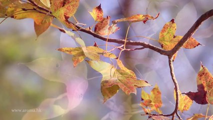Yuen Long Red Autumnal Leaves 香港元朗大棠紅葉