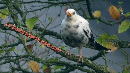 Merle noir Leucisme (clip)