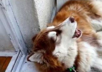 Happy Husky Loves to Sing