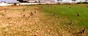 Drone Footage Shows Kangaroo Mob in Western Australia