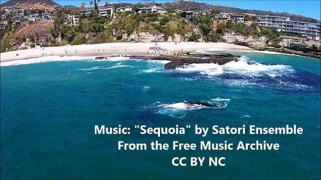 Gray Whale Family Delight Crowds at Dana Point