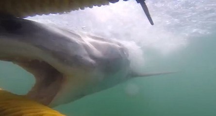 Un requin attaque des plongeurs dans une cage