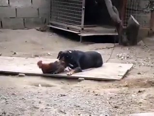 Köpek ile horoz kavgası