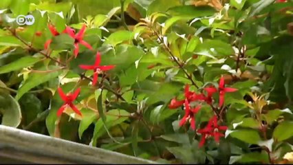 25 Verde: arquitectura urbana innovadora | Euromaxx