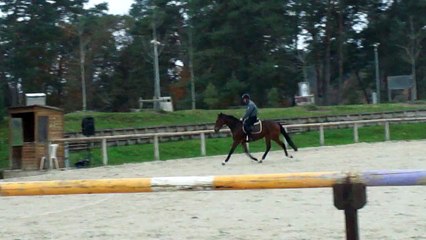 carton plein 1er saut sur un terrain de concours