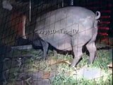 PIG CRASHES PARTY! when animals attack