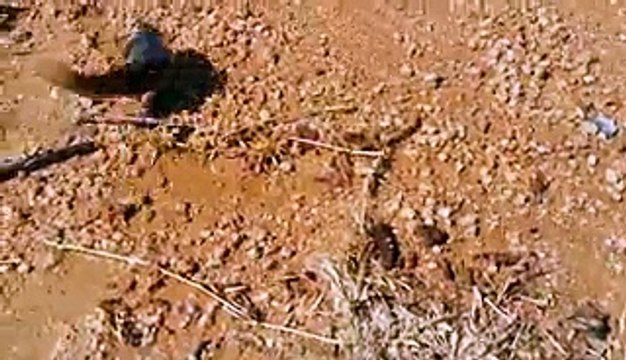 Terrifying fish walks on land