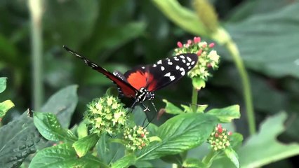Butterfly Flower 1 Video Background HD 1080p