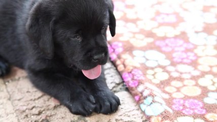 The unlikely PTSD therapy: Puppies