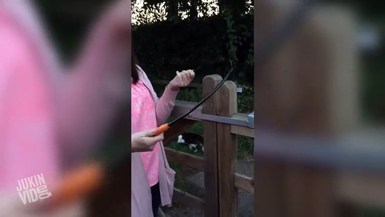 Lady Can't Figure Out How to Lock Gate  Locked Out