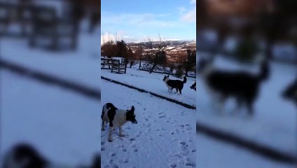 Lamb Thinks It's A Dog  Feel Good Friday