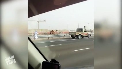 Man Chases Camel  HUMP DAY