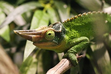 Camaleones de Jackson (Chamaeleo jacksonii)