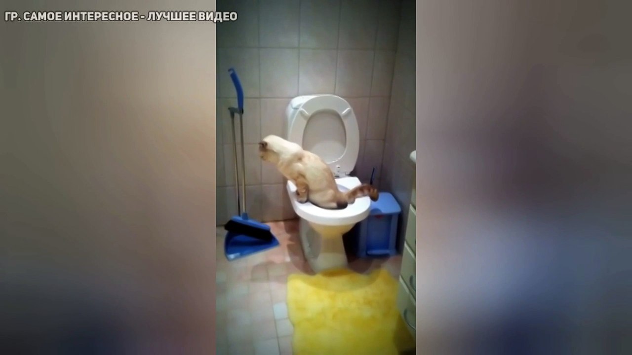Как культурный котя ходит в туалет ))