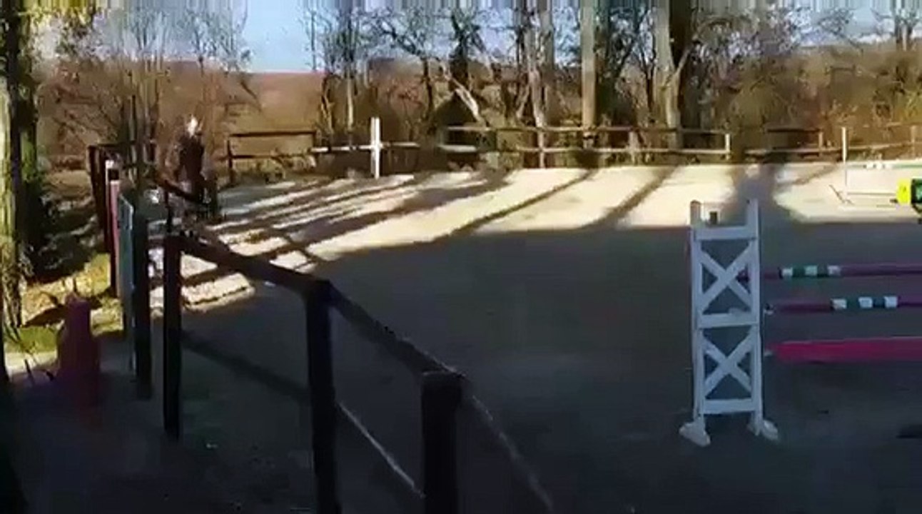 JUMENT DE 11 ANS PETITE FILLE DE PILOT