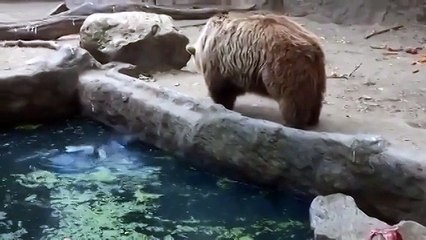 Даже Звери спасают друг друга. Это Надо Видеть